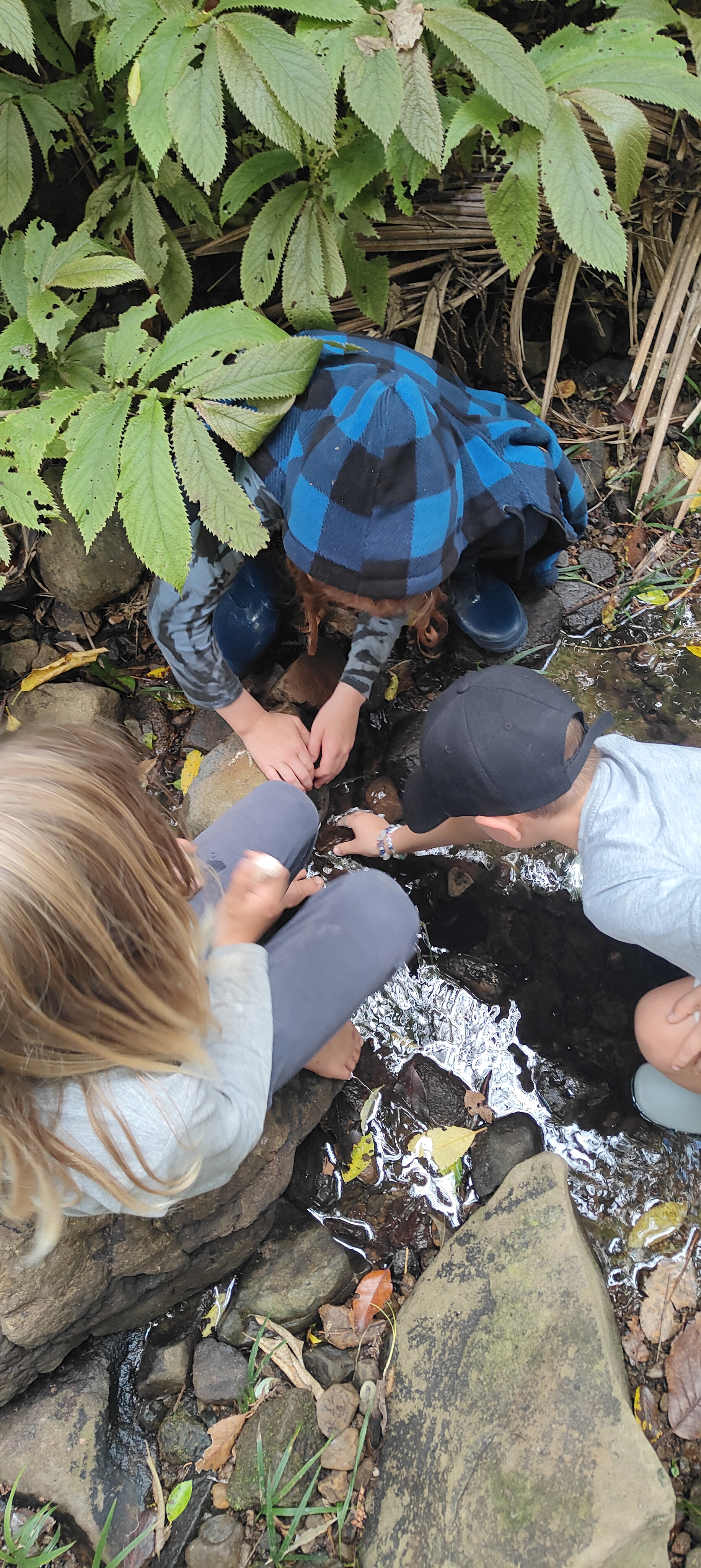 Children exploring a native bush stream at The Bush Base, Waiatarua