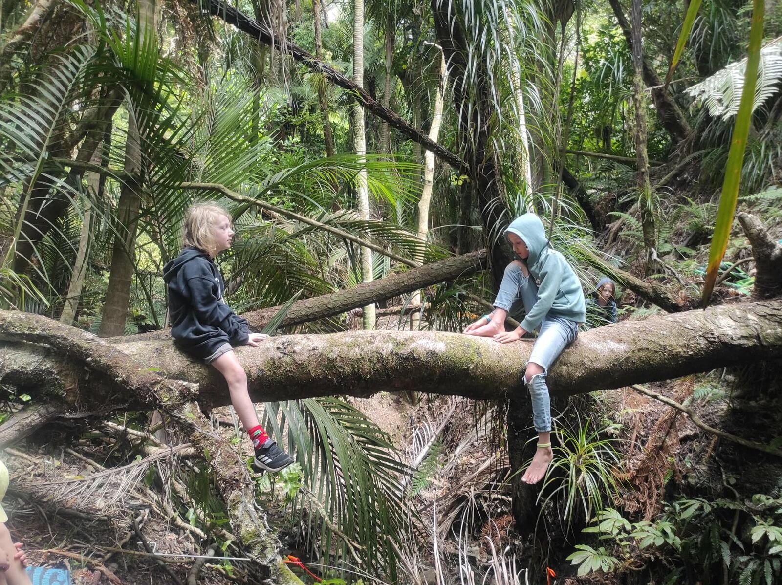 Children sitting on a fallen tree in the native bush, Waiatarua